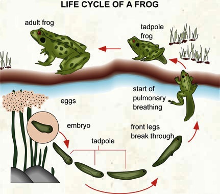 PTE Describe Image Model Answers - Life Cycle Of A Frog