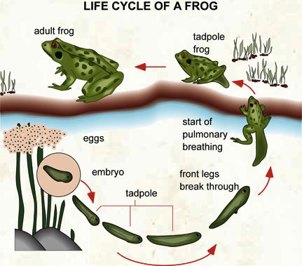 Frog cycle on sale for adults