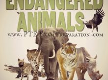 PTE Essay Writing - Human Needs Are More Important Than Saving Land For Endangered Animals