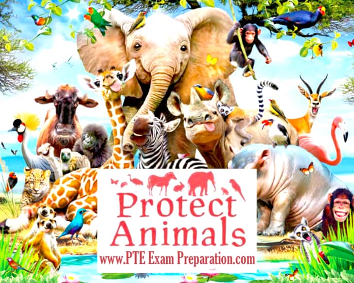 Animal Rights Essay Writing - PTE, IELTS, TOEFL Argumentative Sample