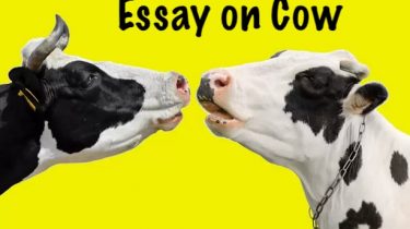 Essay on Cow