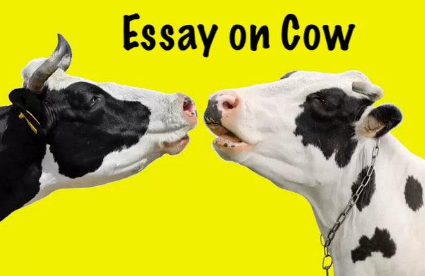 Essay on Cow