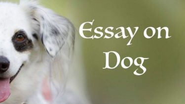 Essay on Dog