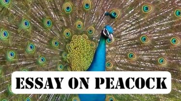 Essay on Peacock