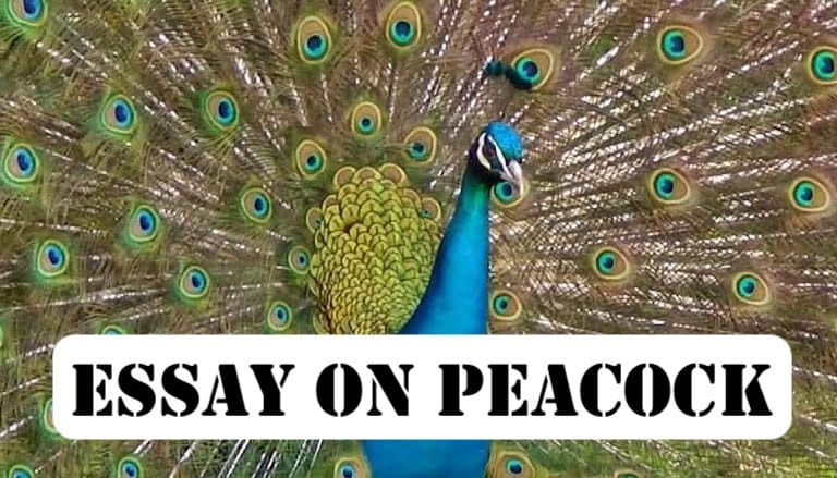 Essay on Peacock