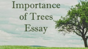 Importance of Trees Essay