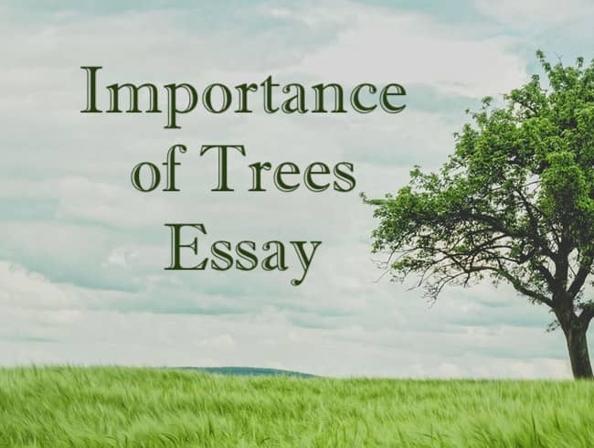 Importance of Trees Essay