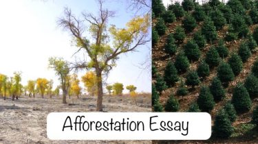 Afforestation Essay