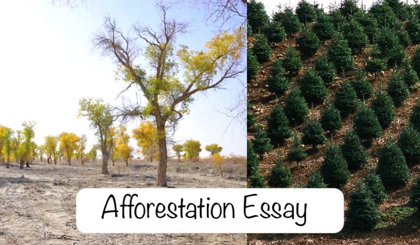 Afforestation Essay