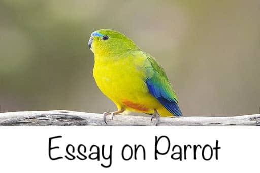 Essay on Parrot