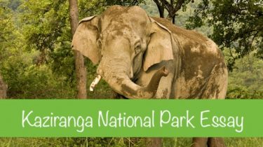 Kaziranga National Park Essay