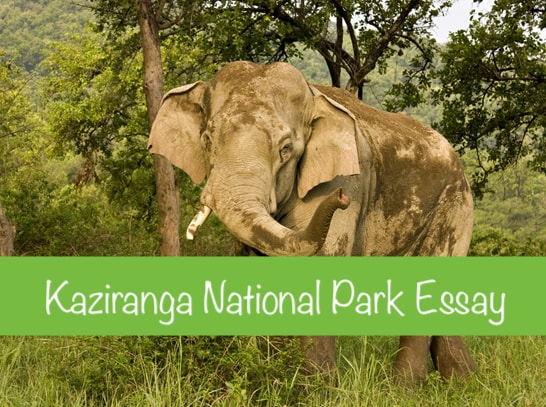 Kaziranga National Park Essay