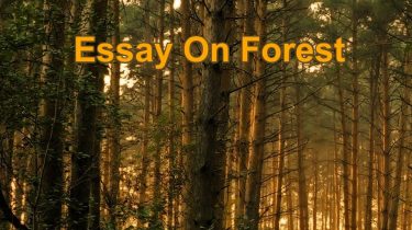 forest essay