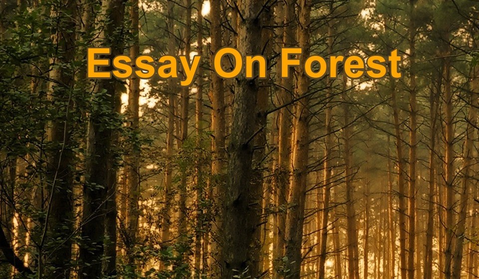 short essay on conservation of forest