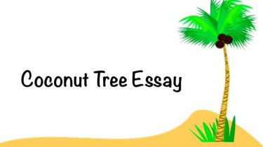 Coconut Tree Essay