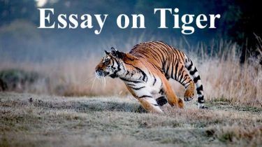 Essay on Tiger