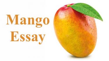 Mango Essay
