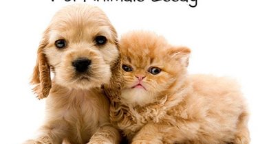 Pet Animals Essay