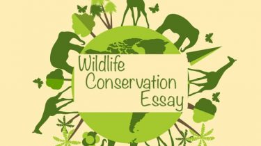 Wildlife Conservation Essay